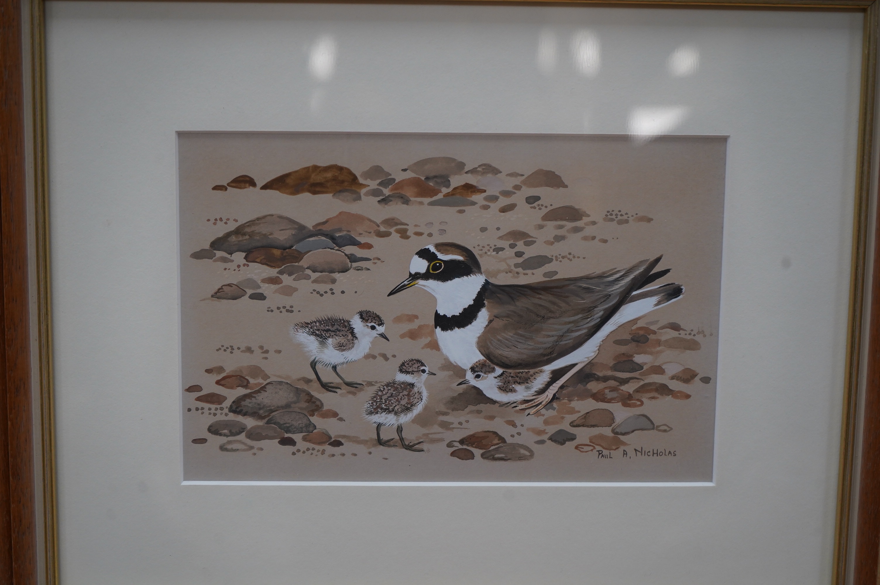 Paul A Nicholas (b.1943), set of three watercolour and gouaches, including ‘Little Ringed Plover’ and ‘Dipper’, each signed, 12 x 19cm. Condition - good